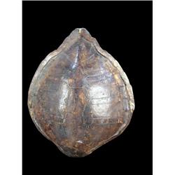 Large, real Tortoise shell