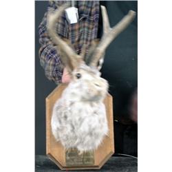 Animal Mount       Jackalope