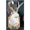 Image 1 : Animal Mount       Jackalope