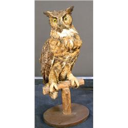 Stuffed  Great Western Horned Owl