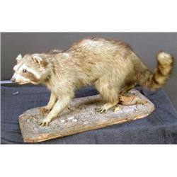 Stuffed Racoon