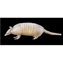 Stuffed Armadillo