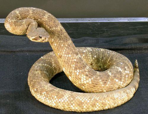 stuffed rattlesnake