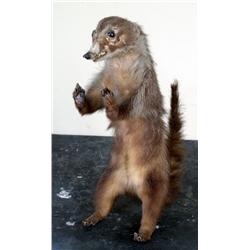 Wally the Weasel Stuffed Animal