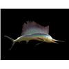 Image 1 : Trophy Mount Sail-Fish