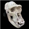 Image 1 : Gorillas in the Mist Large Gorilla Skull