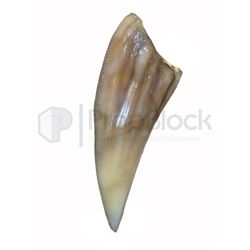 Jurassic World T-Rex Tooth