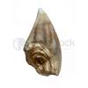 Image 2 : Jurassic World T-Rex Tooth
