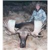 Image 3 : 10-day Western Canada Moose Hunt for One Hunter