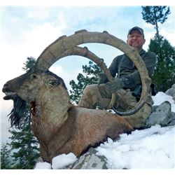 7-day Turkey Anatolian (Bezoar) Ibex Hunt for Two Hunters