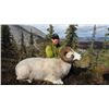 Image 3 : 10-day Yukon Dall Sheep or Fannin Sheep Hunt for One Hunter