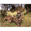 Image 3 : 5-day New Zealand Sambar and Rusa Deer Hunt for Two Hunters