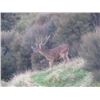 Image 4 : 5-day New Zealand Sambar and Rusa Deer Hunt for Two Hunters