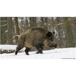 Safari Art, Wild boar hunt in Novi Sad, Serbia