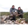 Image 1 : Eurohunts Spain, 1 hunter, 1 observer for Mouflaon sheep
