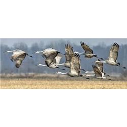 Safari Unlimited, Diamond Wing Outfitters, Sandhill cranes for 2 hunters in west Texas panhandle