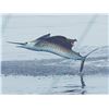 Image 1 : Lad Shunneson Adventures, Deep sea fishing in Zihuatanejo, Mexico