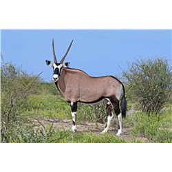 Ubathi Global Safaris, 4 speceis, 1 hunter in Limpopo