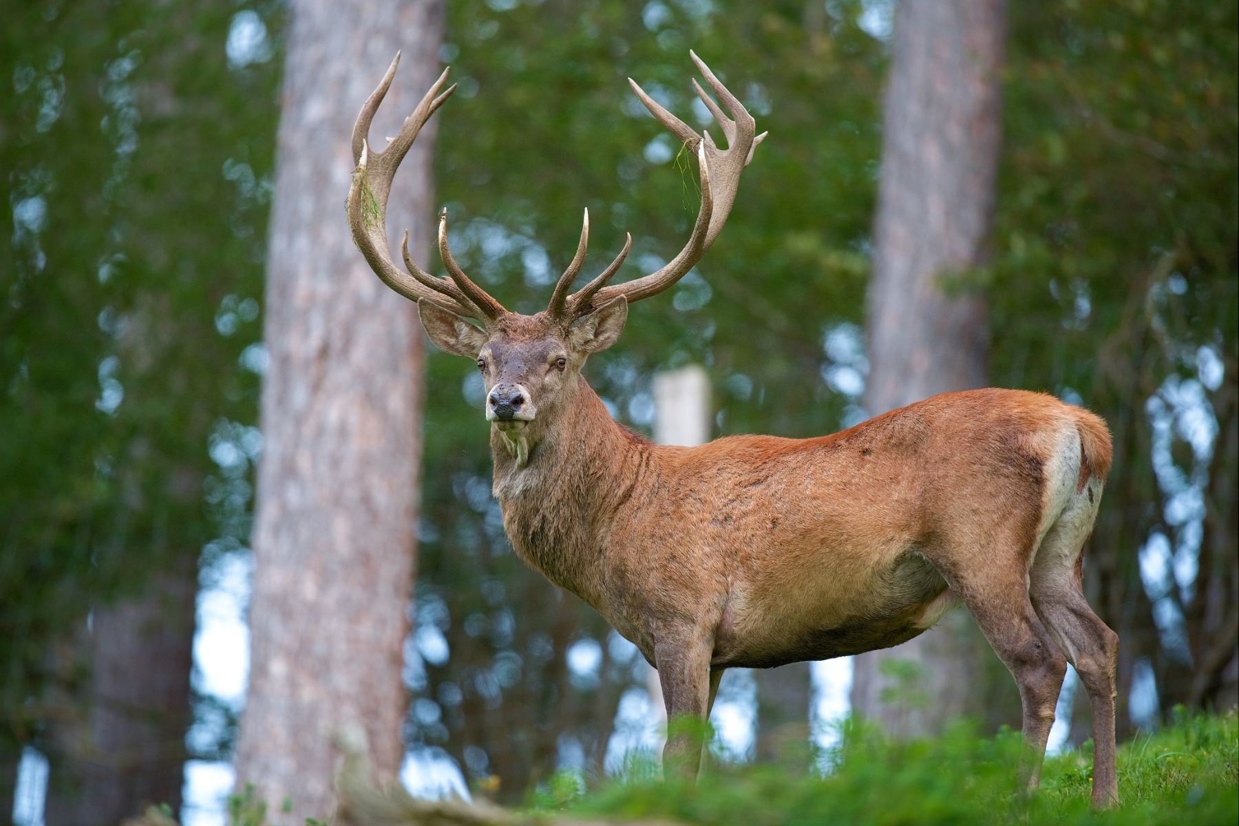 International Adventures Unlimited, Red stag hunt in Scotland, 1 hunter