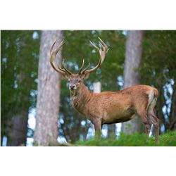 International Adventures Unlimited, Red stag hunt in Scotland, 1 hunter
