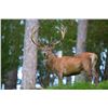 Image 1 : International Adventures Unlimited, Red stag hunt in Scotland, 1 hunter