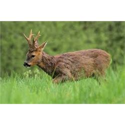 Safari Art, Roe deer, 1 or 2 hunters, Serbia