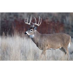 L&L Adventures: Whitetail & Exotic hunt in Wimberley Texas.