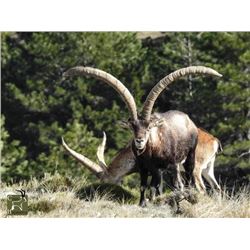 Espacaza Spainish Ibex Hunt