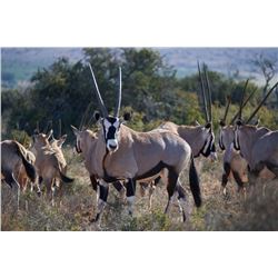 Janie Otto Safaris, Plains game hunt.