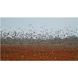 Parana Sunrise Dove hunting and Dorado Fishing