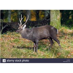 Glacial Valley Hunting, Ireland Deer hunting