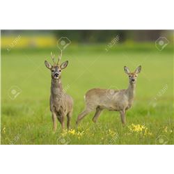 International Adventures donates Roe Deer hunt In Scottland