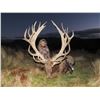 Image 1 : Cardrona Outfitters: new Zealand for Red Stag up to 320 SCI, Bull Tahr and Chamois Buck