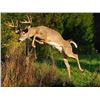 Image 1 : Mallard Valley/Safari Unlimited donate 6 days/5nights for 2 hunters