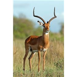 Kuche Hundting Safaris, Blue Wildebeast, Impala and Warthog for each for 4 hunters in S. Africa.