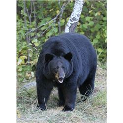 DB Outfitting BC Canada, Spring Black Bear hunt for 1 adult & 1 youth