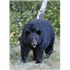 Image 1 : DB Outfitting BC Canada, Spring Black Bear hunt for 1 adult & 1 youth