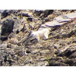 Trophy Goat hunt east Kootenays BC Canada