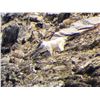 Image 1 : Trophy Goat hunt east Kootenays BC Canada
