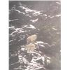 Image 2 : Trophy Goat hunt east Kootenays BC Canada