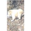 Image 3 : Trophy Goat hunt east Kootenays BC Canada
