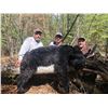 Image 10 : Canadian Black bear hunt