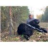 Image 1 : Canadian Black bear hunt