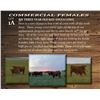 Image 1 : 50 THREE YEAR OLD RED ANGUS COWS