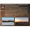 Image 1 : 50 RED ANGUS BRED HEIFERS