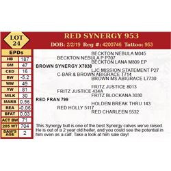 RED SYNERGY 953