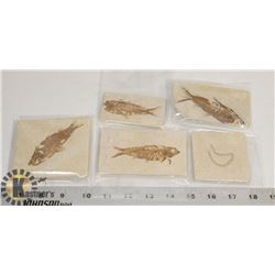 LOT OF GENUINE FOSSIL FISH IN MATRIX FROM