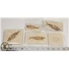 Image 1 : LOT OF GENUINE FOSSIL FISH IN MATRIX FROM