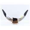 Image 1 : VINTAGE STEER HORNS WALL DÉCOR