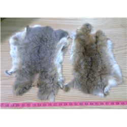 (2) JUMBO BROWN RABBIT PELTS